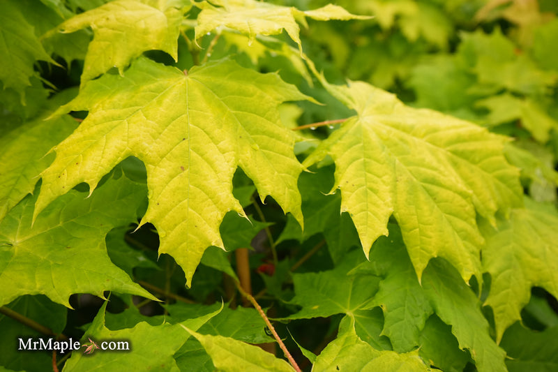 Acer platanoides 'Golden Globe' Golden Norway Maple