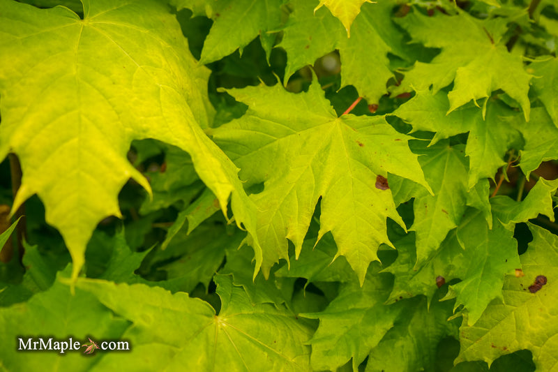 Acer platanoides 'Golden Globe' Golden Norway Maple