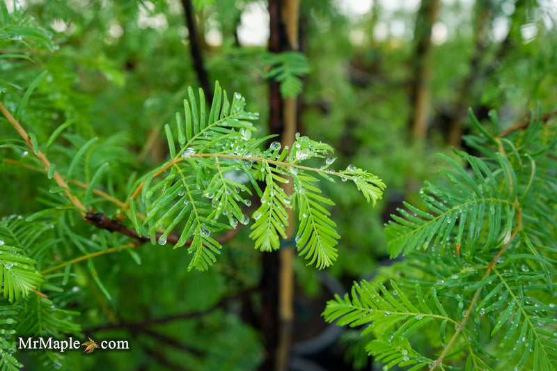 Metasequoia glyptostroboides 'Jade Prince' Dawn Redwood
