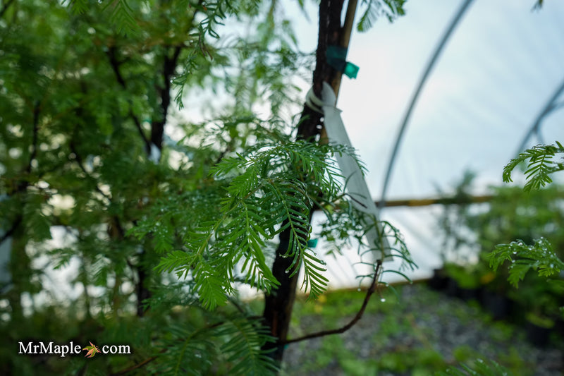 Metasequoia glyptostroboides 'Jade Prince' Dawn Redwood