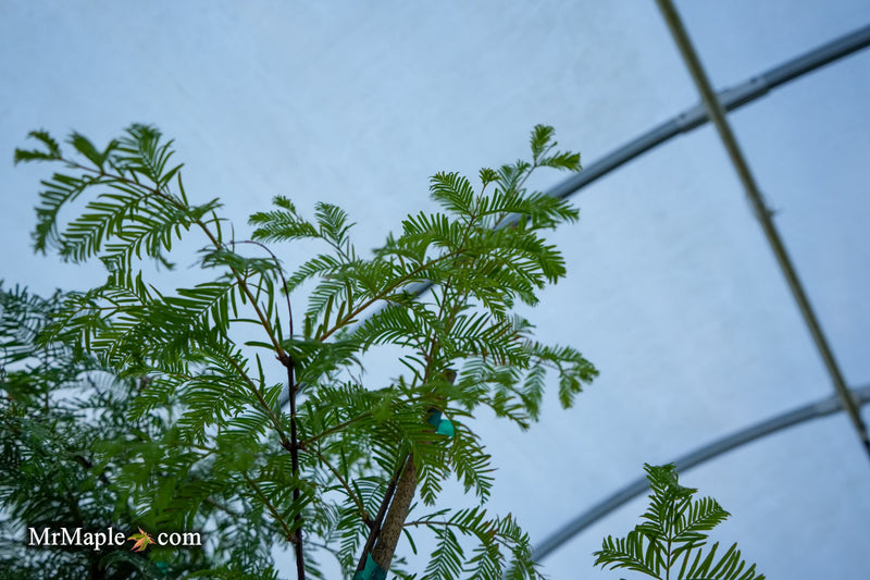 Metasequoia glyptostroboides 'Jade Prince' Dawn Redwood