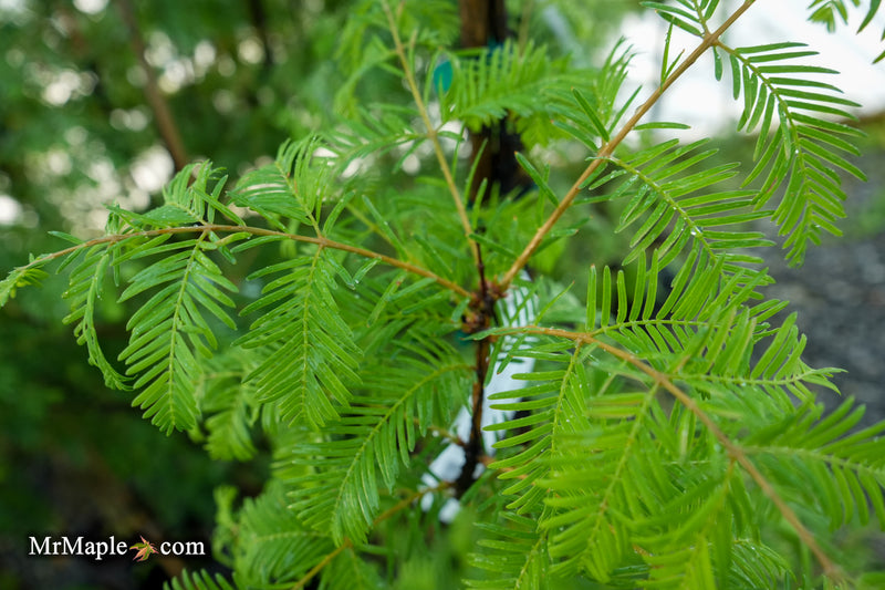 Metasequoia glyptostroboides 'Jade Prince' Dawn Redwood