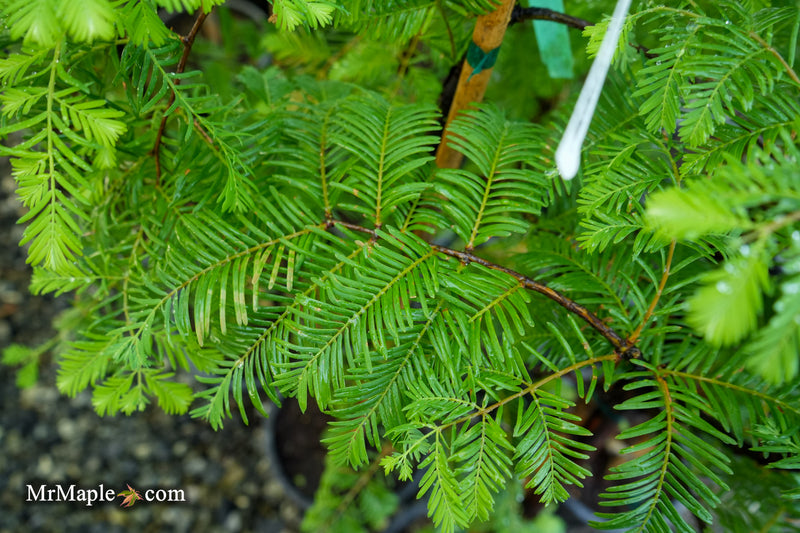 Metasequoia glyptostroboides 'Jade Prince' Dawn Redwood