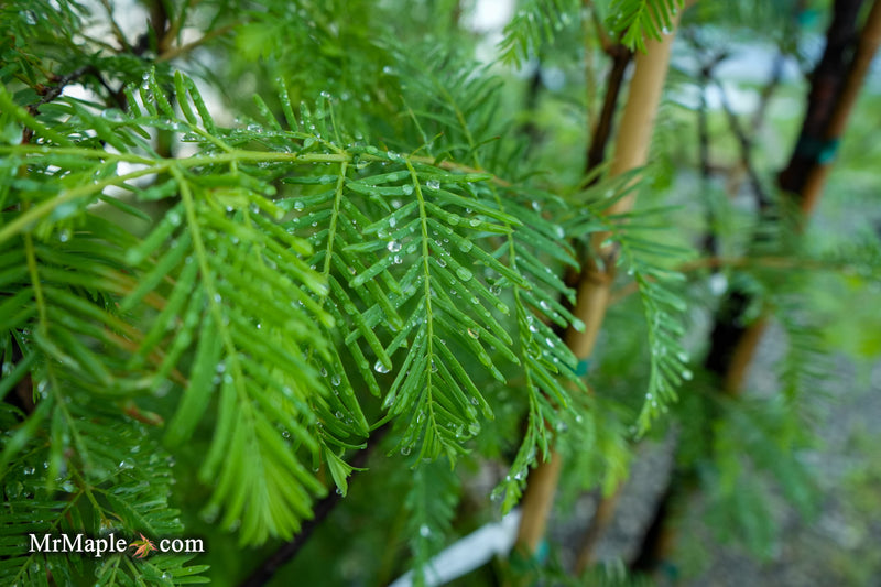 Metasequoia glyptostroboides 'Jade Prince' Dawn Redwood