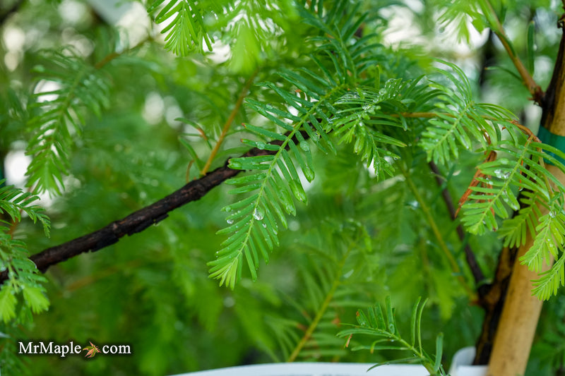 Metasequoia glyptostroboides 'Jade Prince' Dawn Redwood