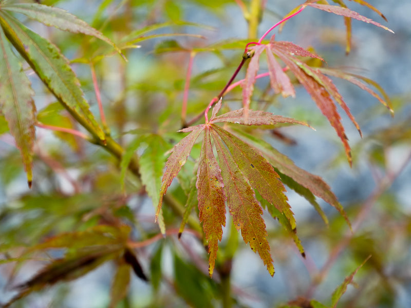 Acer shirasawanum 'Purple Thunder' Japanese Maple