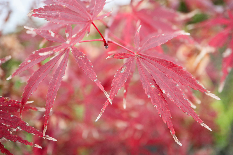 Acer shirasawanum 'Purple Thunder' Japanese Maple