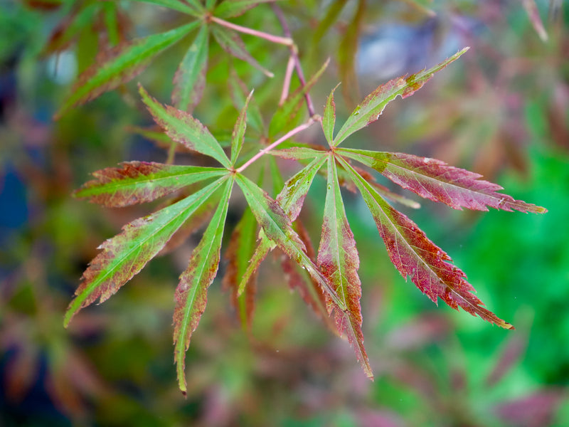 Acer shirasawanum 'Purple Thunder' Japanese Maple