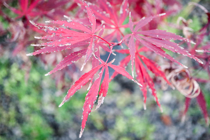 Acer shirasawanum 'Purple Thunder' Japanese Maple