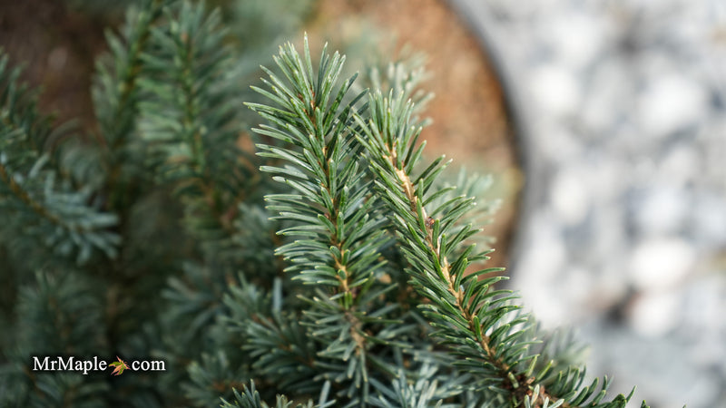 Picea likiangensis var. purpurea Purple Cone Spruce