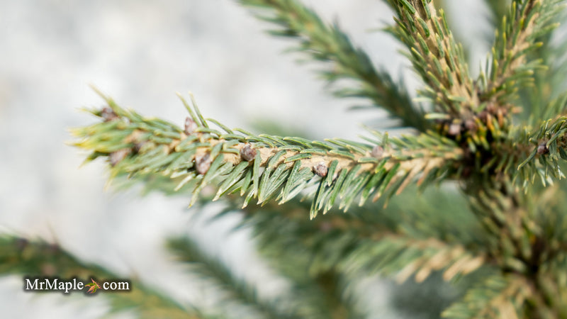 Picea likiangensis var. purpurea Purple Cone Spruce