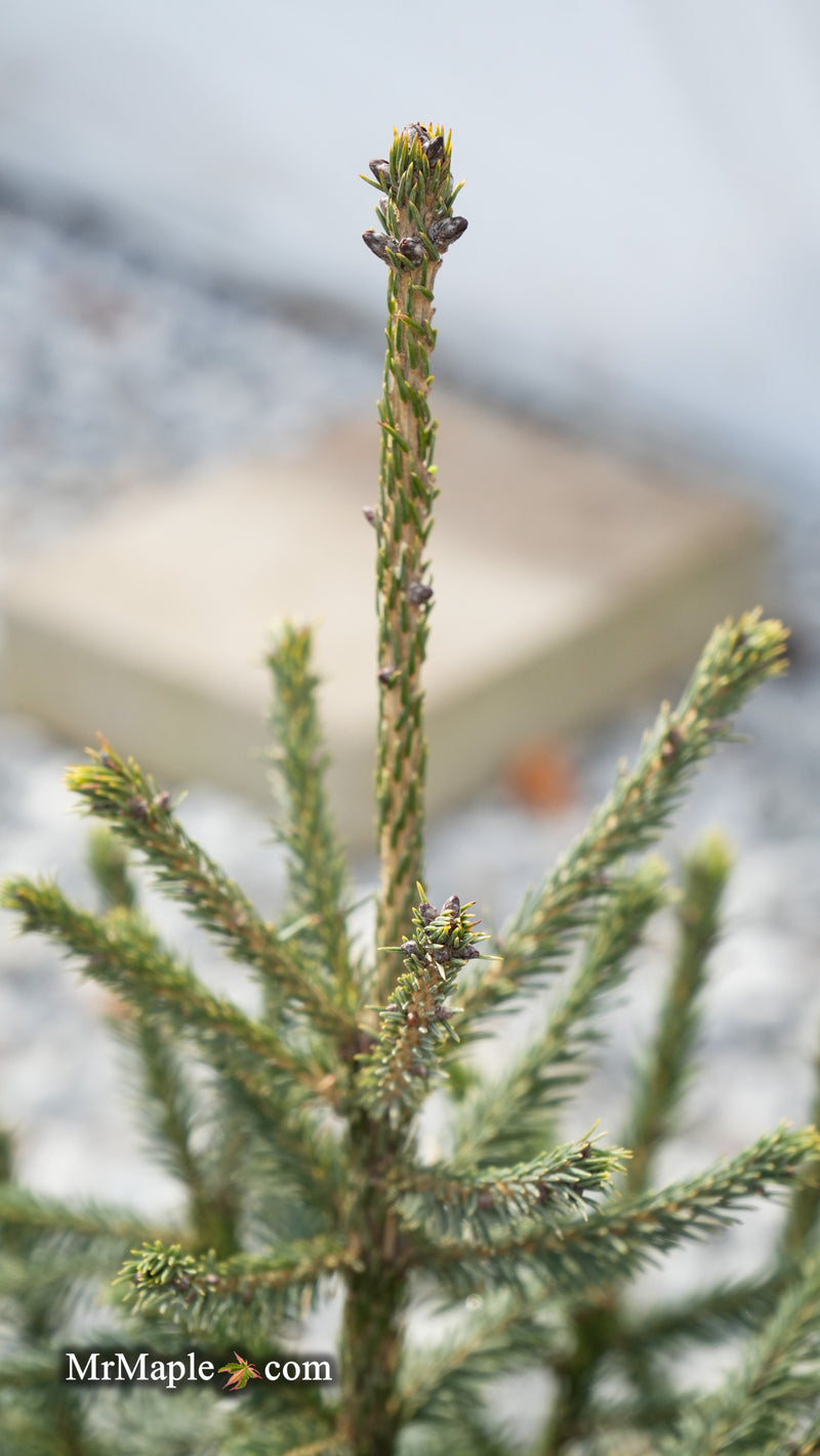 Picea likiangensis var. purpurea Purple Cone Spruce