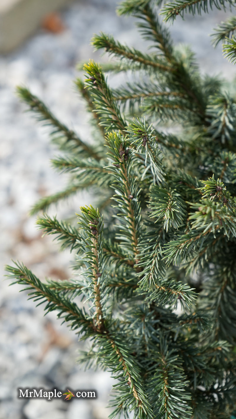 Picea likiangensis var. purpurea Purple Cone Spruce