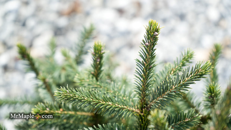 Picea likiangensis var. purpurea Purple Cone Spruce