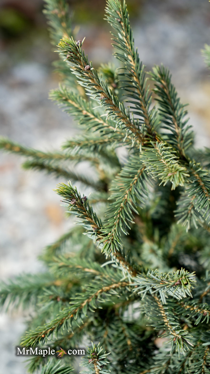 Picea likiangensis var. purpurea Purple Cone Spruce