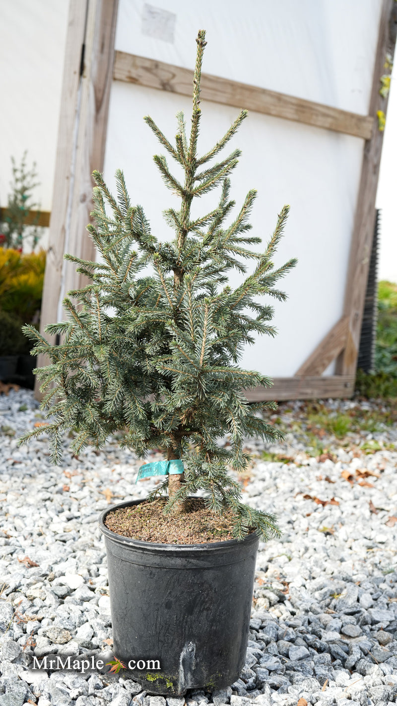 Picea likiangensis var. purpurea Purple Cone Spruce
