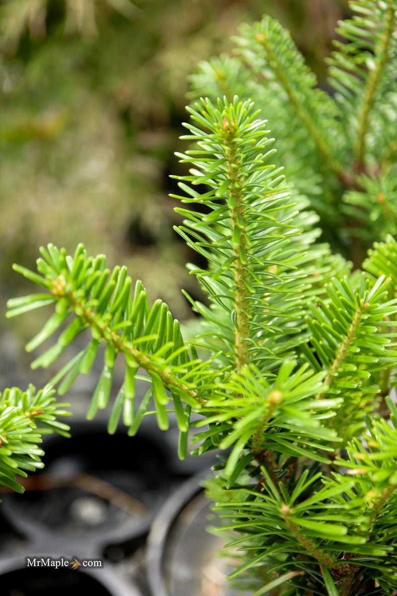 Abies Alba 'Pyramidalis' European Silver Fir