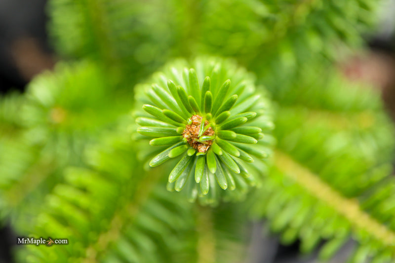 Abies Alba 'Pyramidalis' European Silver Fir