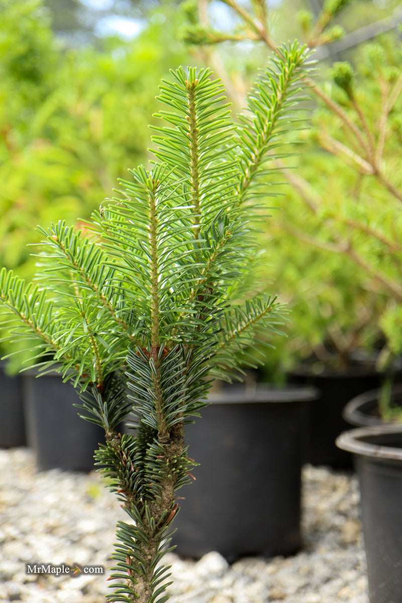 Abies Alba 'Pyramidalis' European Silver Fir