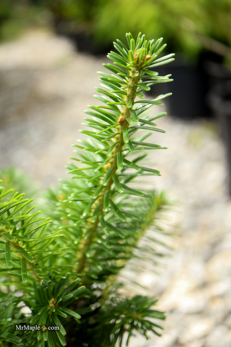 Abies Alba 'Pyramidalis' European Silver Fir