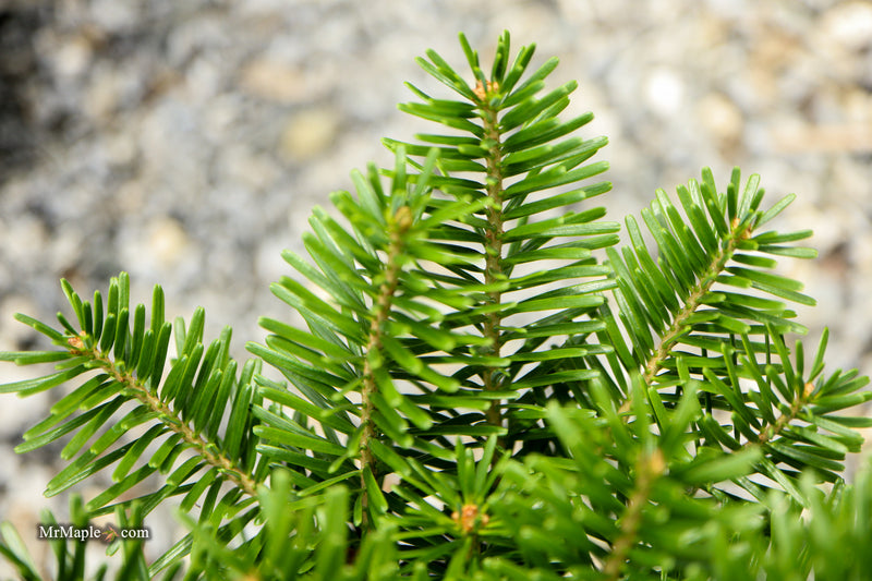 Abies Alba 'Pyramidalis' European Silver Fir