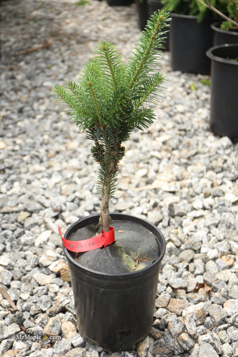 Abies Alba 'Pyramidalis' European Silver Fir