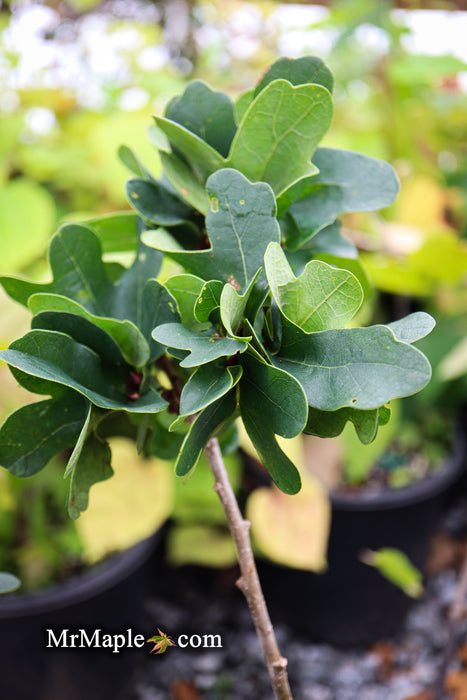 Quercus robur 'Cristata' Curly Leaf English Oak