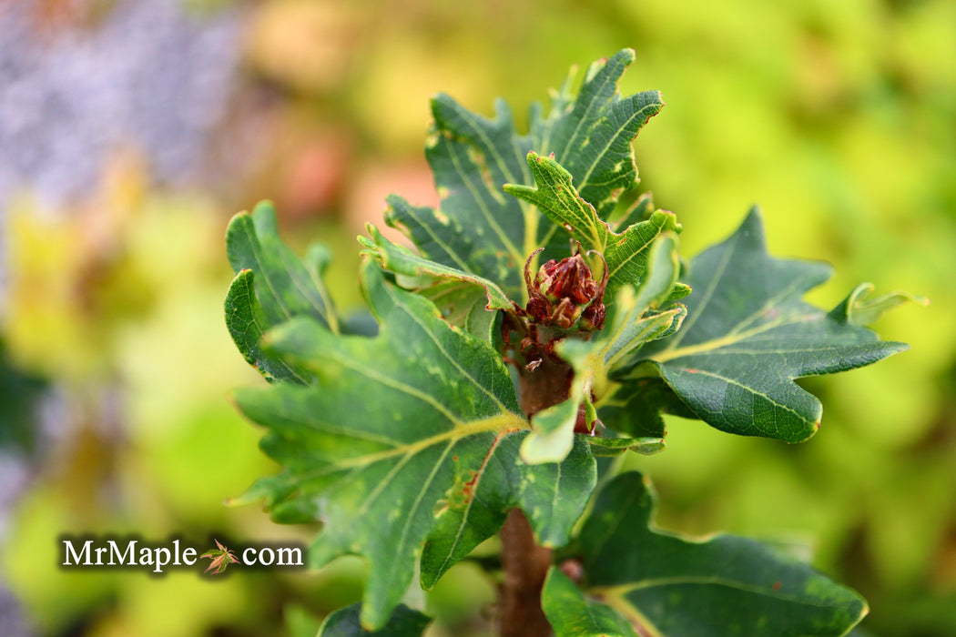Quercus robur 'Cristata' Curly Leaf English Oak