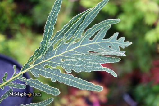 - Quercus dentata 'Pinnatifida' Japanese Emperor Oak Tree - Mr Maple │ Buy Japanese Maple Trees