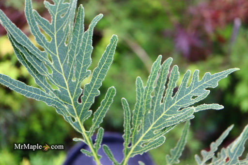 - Quercus dentata 'Pinnatifida' Japanese Emperor Oak Tree - Mr Maple │ Buy Japanese Maple Trees