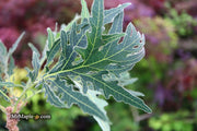 - Quercus dentata 'Pinnatifida' Japanese Emperor Oak Tree - Mr Maple │ Buy Japanese Maple Trees