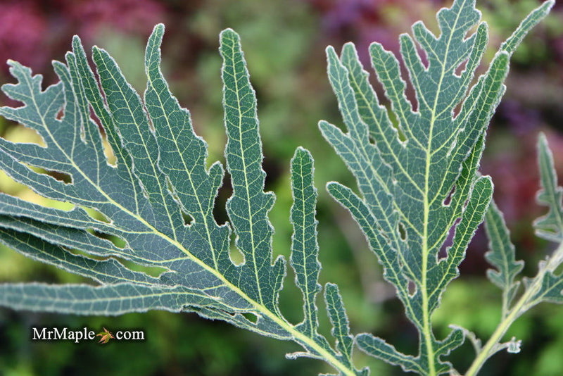 - Quercus dentata 'Pinnatifida' Japanese Emperor Oak Tree - Mr Maple │ Buy Japanese Maple Trees