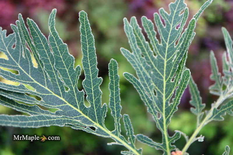 - Quercus dentata 'Pinnatifida' Japanese Emperor Oak Tree - Mr Maple │ Buy Japanese Maple Trees