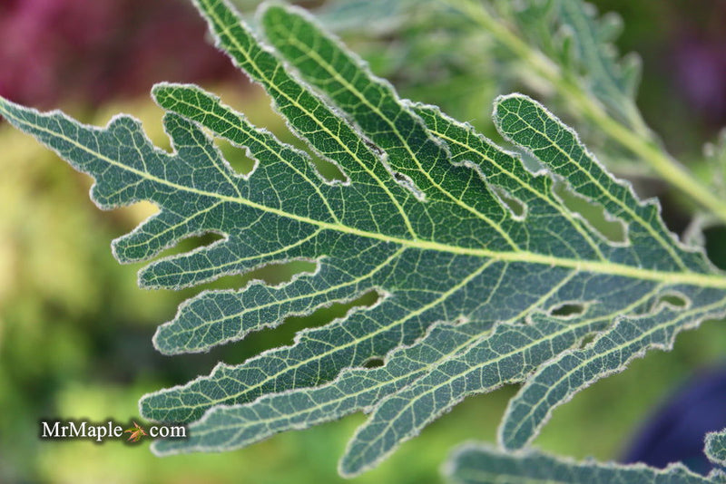 - Quercus dentata 'Pinnatifida' Japanese Emperor Oak Tree - Mr Maple │ Buy Japanese Maple Trees