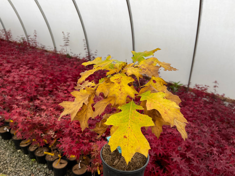 - Quercus palustris 'Compacta’ Dwarf Pin Oak Tree - Mr Maple │ Buy Japanese Maple Trees
