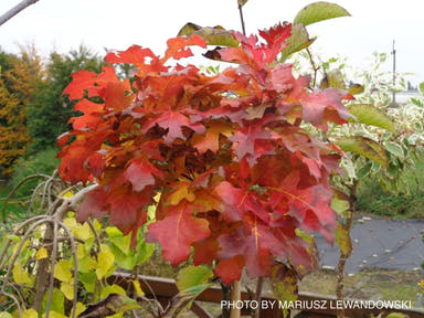 - Quercus palustris 'Green Dwarf’ Dwarf Pin Oak Tree - Mr Maple │ Buy Japanese Maple Trees