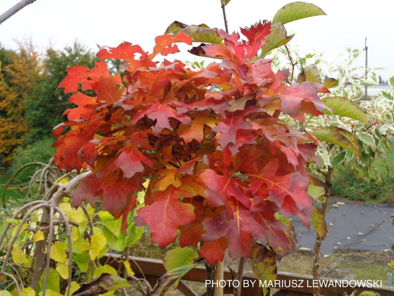 - Quercus palustris 'Green Dwarf’ Dwarf Pin Oak Tree - Mr Maple │ Buy Japanese Maple Trees