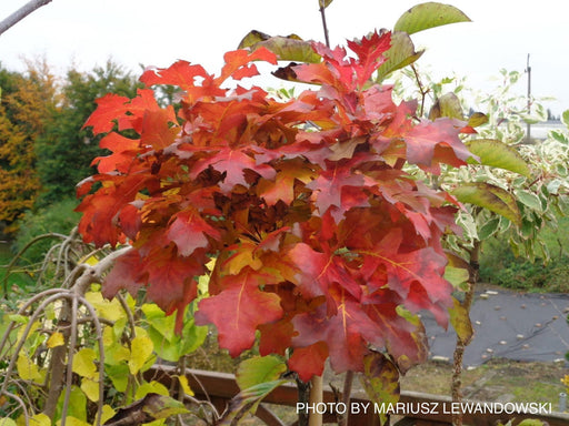 - Quercus palustris 'Green Dwarf’ Dwarf Pin Oak Tree - Mr Maple │ Buy Japanese Maple Trees