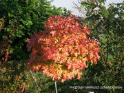 - Quercus palustris 'Green Dwarf’ Dwarf Pin Oak Tree - Mr Maple │ Buy Japanese Maple Trees