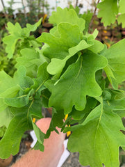 - Quercus robur 'Compacta' Dwarf Compact English Oak Tree - Mr Maple │ Buy Japanese Maple Trees