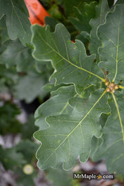 - Quercus robur 'Compacta' Dwarf Compact English Oak Tree - Mr Maple │ Buy Japanese Maple Trees