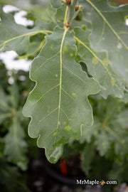 - Quercus robur 'Compacta' Dwarf Compact English Oak Tree - Mr Maple │ Buy Japanese Maple Trees