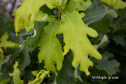 - Quercus robur 'Compacta' Dwarf Compact English Oak Tree - Mr Maple │ Buy Japanese Maple Trees