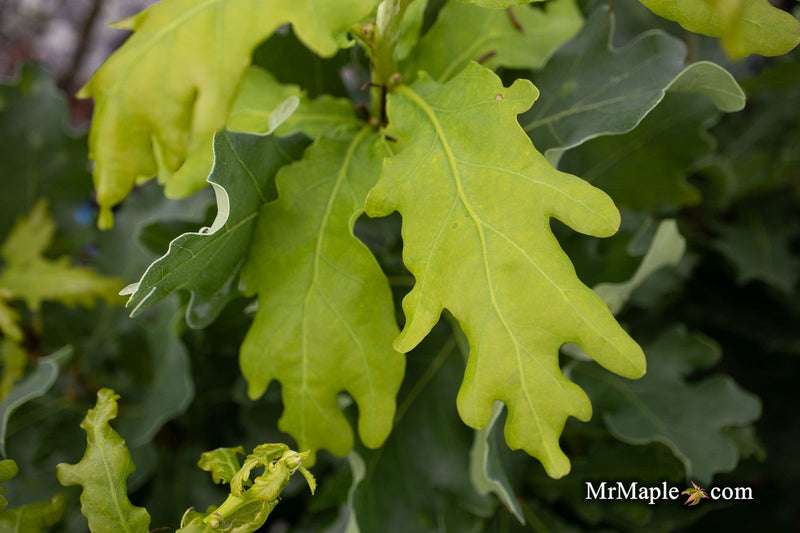 - Quercus robur 'Compacta' Dwarf Compact English Oak Tree - Mr Maple │ Buy Japanese Maple Trees