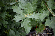 - Quercus robur 'Compacta' Dwarf Compact English Oak Tree - Mr Maple │ Buy Japanese Maple Trees