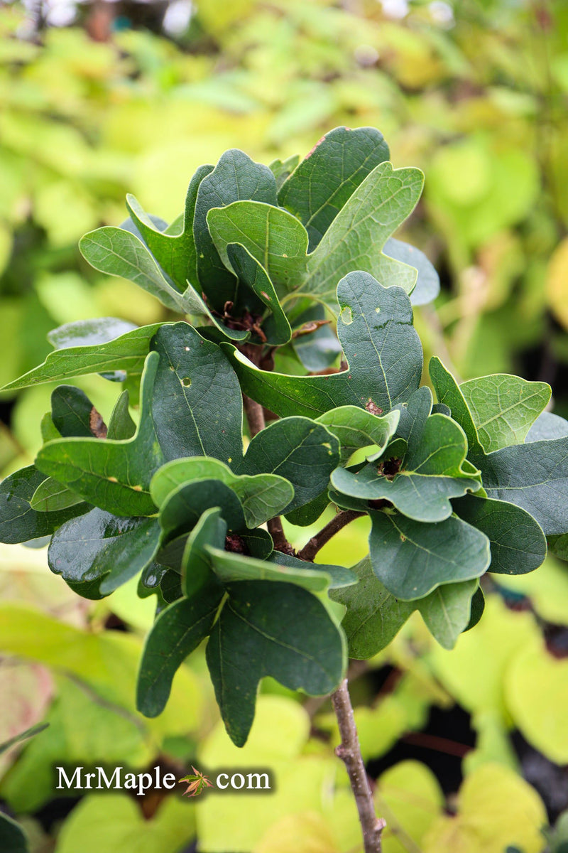 - Quercus robur 'Cristata' Curly Leaf English Oak - Mr Maple │ Buy Japanese Maple Trees