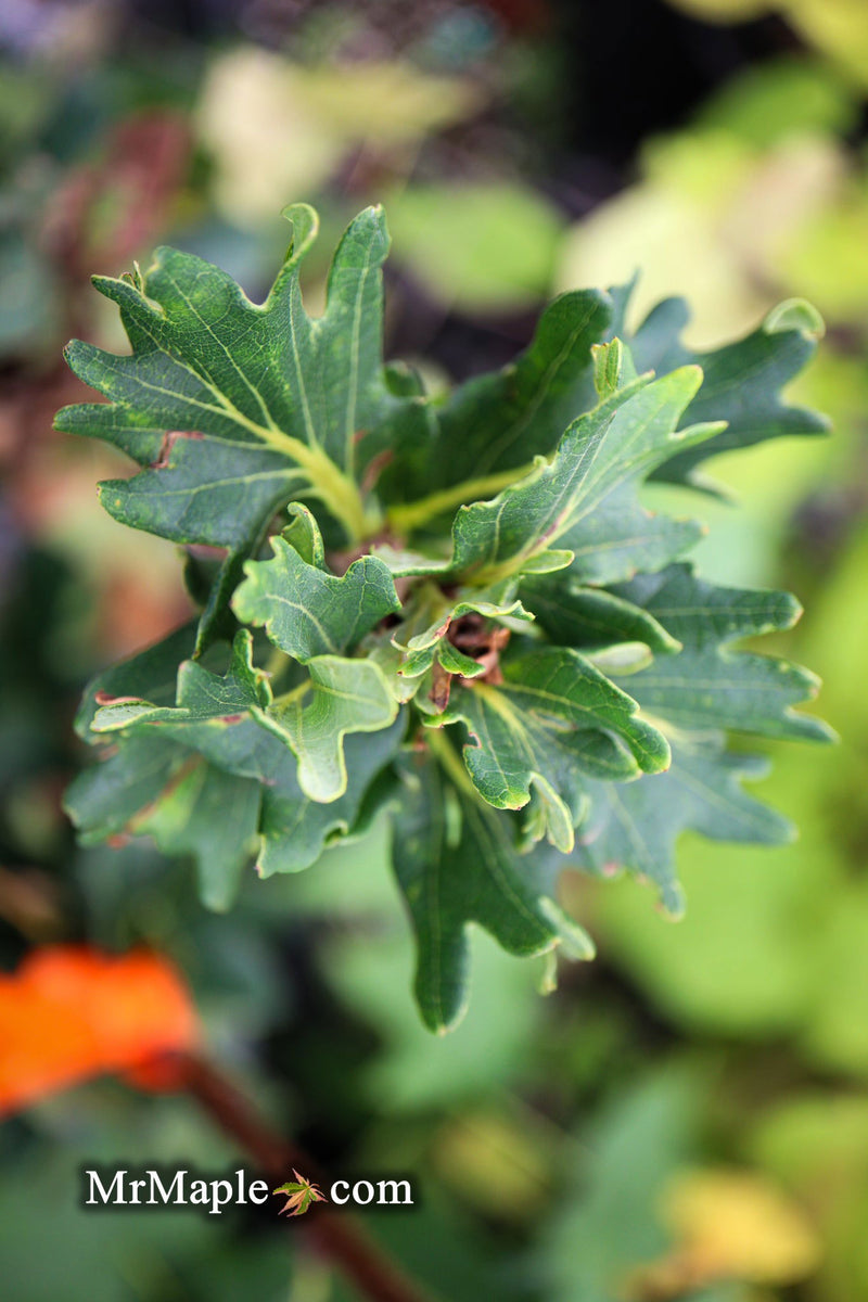 - Quercus robur 'Cristata' Curly Leaf English Oak - Mr Maple │ Buy Japanese Maple Trees