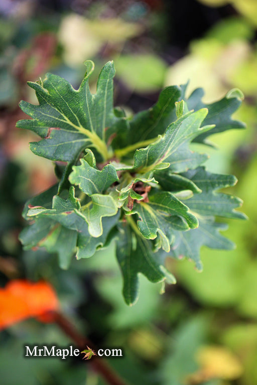 - Quercus robur 'Cristata' Curly Leaf English Oak - Mr Maple │ Buy Japanese Maple Trees