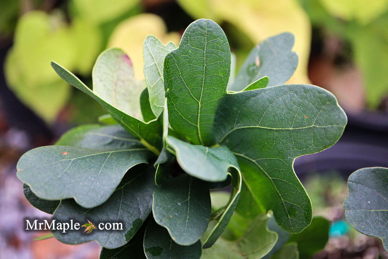 - Quercus robur 'Cristata' Curly Leaf English Oak - Mr Maple │ Buy Japanese Maple Trees