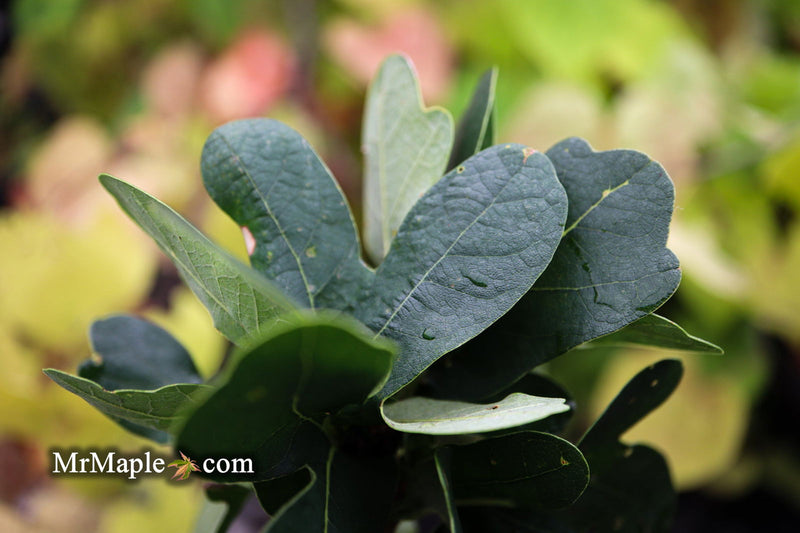 - Quercus robur 'Cristata' Curly Leaf English Oak - Mr Maple │ Buy Japanese Maple Trees